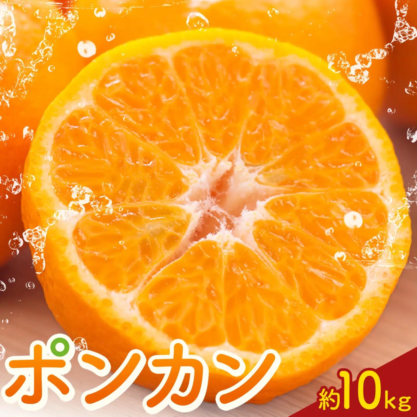 ポンカン10kg 高橋商店《12月上旬-2月中旬頃出荷》