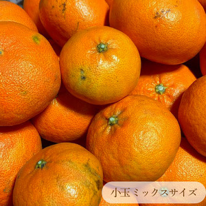 【2027年2月上旬頃から順次発送】 甘平 家庭用 約1kg　4～5玉 お試しサイズ Sから4Lサイズ混合 | 柑橘 みかん 蜜柑 果物 くだもの フルーツ おすすめ 国産 お取り寄せ グルメ ギフト