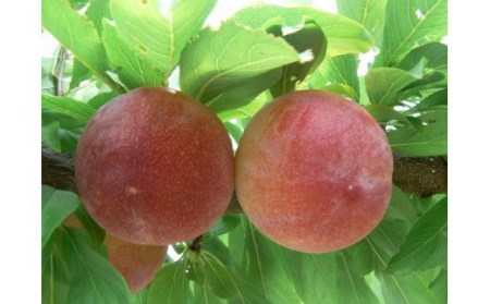 ＜2026年発送先行予約＞すもも「サマーエンジェル」10～13玉入り×2箱約3ｋｇ ALPAA015