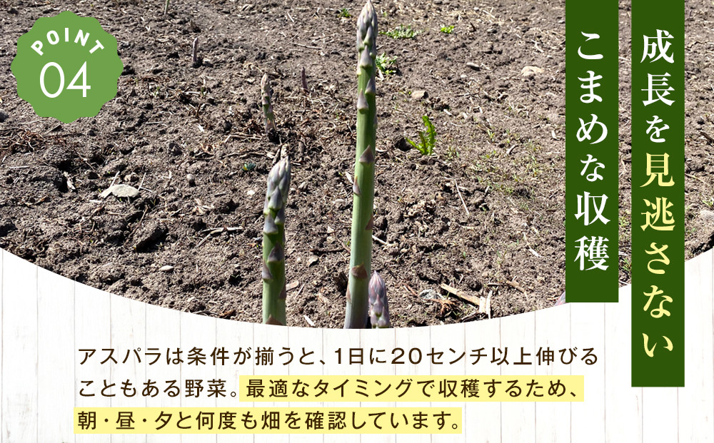 朝採りアスパラ Lサイズ 2kg（500g×4）鮮度保持パック入り 旭川近郊産 露地物(5月中旬発送開始予定) 【 アスパラ アスパラガス 朝採り とれたて 野菜 旬 小分け 保存 産直 産地直送 お