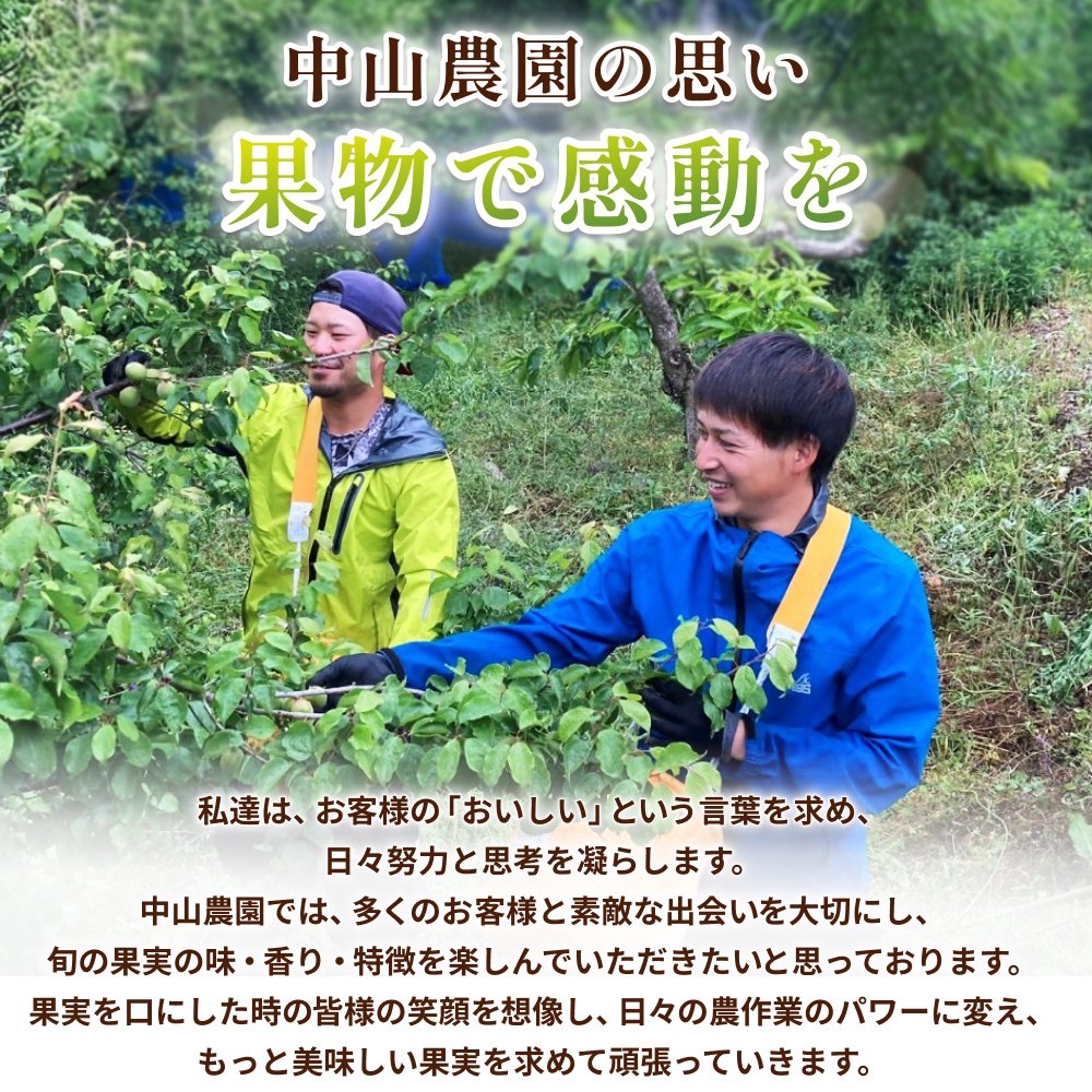 【期間限定・2026/5/15まで】中山農園の南高梅　完熟梅1kg※2026年6月中旬から順次発送予定※ / 紀州南高梅 梅干 梅ジュース 梅酒 和歌山県 【nak020-1】