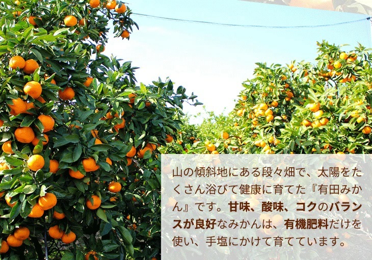 ＼光センサー選別／こだわりの完熟有田みかん 2kg【ご家庭用】サイズ混合 有機質肥料100% ｜ みかん 有田みかん 温州みかん ミカン 温州ミカン 柑橘 温州 甘い コク 産地直送◇※2025年11