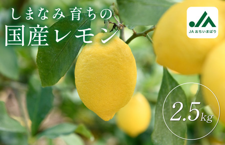 【先行予約】レモン 約2.5kg【KC00790K3】