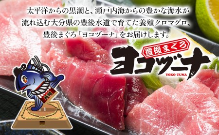 【定期便5回】豊後まぐろヨコヅーナ贅沢セット全5回 赤身250g 中トロ500g 大トロ250g入りの豪華セット 大分県産 九州産 津久見市 国産【tsu0003029】