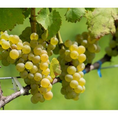 ふるさと納税 南砺市 ギフト向け【ワインコンクール受賞】富山県南砺市　ドメーヌボー　ブラン　2022 |  | 03