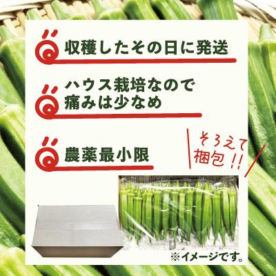 ふるさと納税 大館市 トロッとおいしいオクラ＜40本、約500g＞ |  | 03