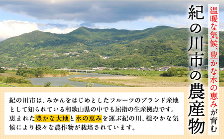 【訳あり/ご家庭用】先行予約 八朔 はっさく紀の川 9kg＋1kg 計約10kg サンファーム《2024年1月上旬-3月中頃出荷》