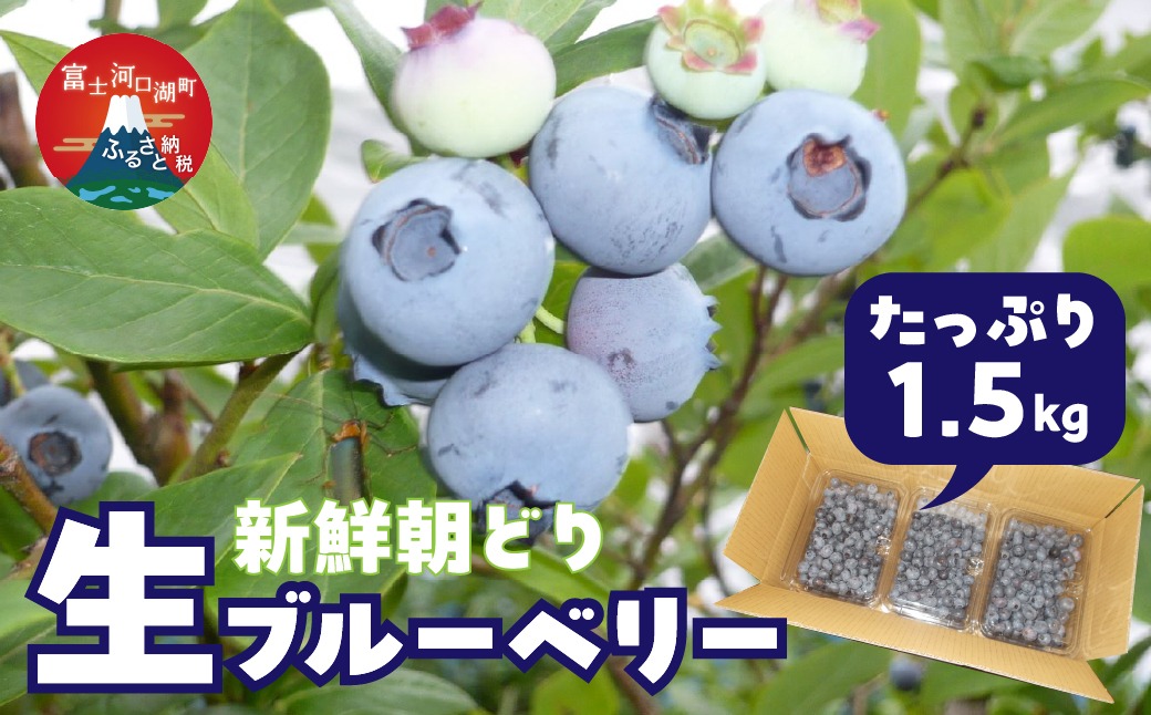 ＜25年発送先行予約＞＜生産者直送＞新鮮朝取り　生ブルーベリー 1.5kg FEC001
