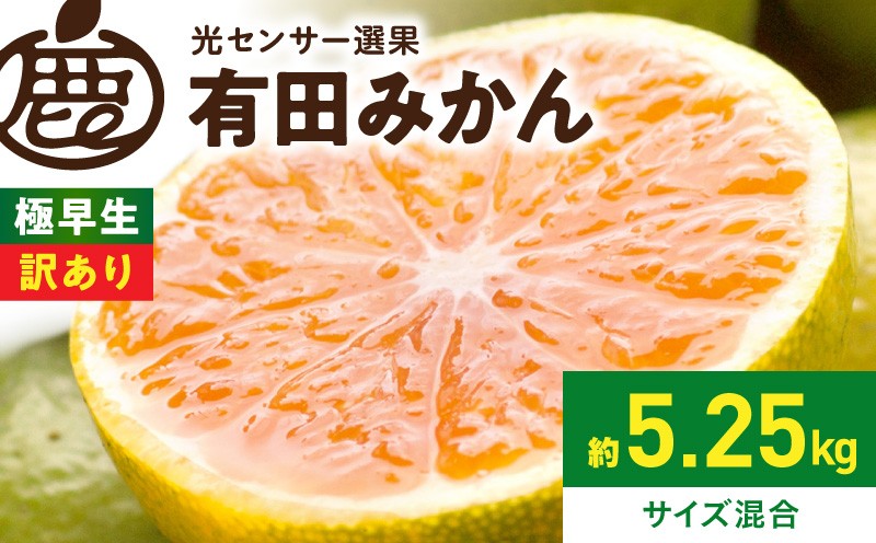
                  【2026年先行予約】家庭用 極早生有田みかん 約5kg+250g（傷み補償分）ゆら早生みかん【YN26・ゆら早生】【わけあり・訳あり】【光センサー選果】_ZH7030
                