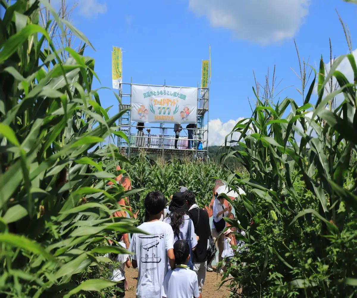 真夏のとうもろこし巨大迷路2026ゴールドデント777WAKUYA｜とうもろこし 体験 迷路 涌谷町【saito006】
