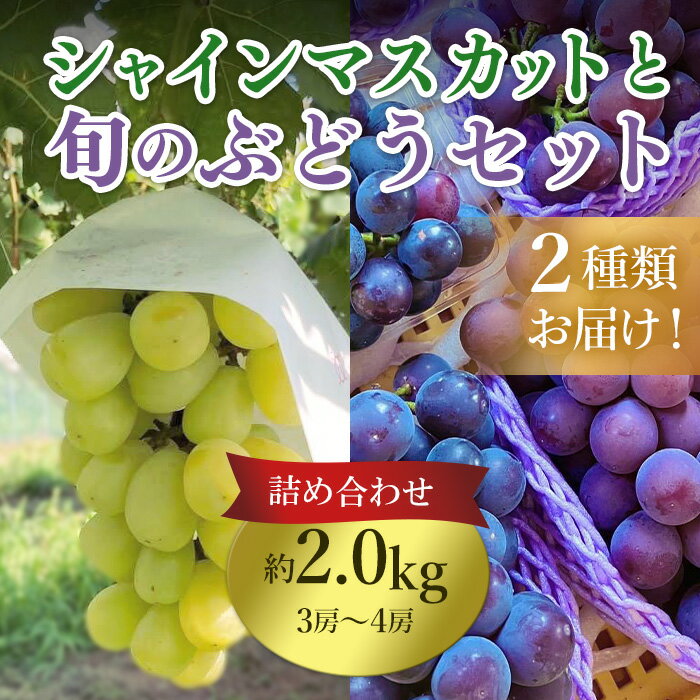 【ふるさと納税】633 旬のぶどう詰め合わせ2.0kg(シャインマスカットと旬のぶどうセット) 先行予約 【奥谷農園】
