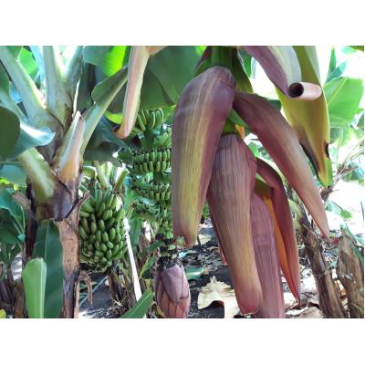 ふるさと納税 太田市 【2026年発送・ほうおうバナナ】もっちりねっとりな味わい!群馬県太田市産まれ貴重な国産バナナ1kg |  | 01