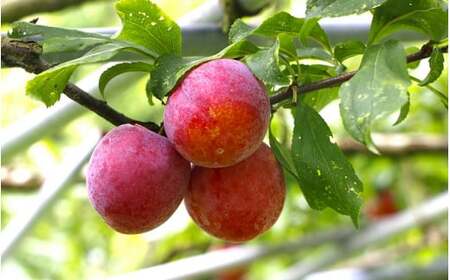 先行予約 すもも（フランコ）4kg ※6月中旬～7月中旬頃に順次発送予定【期間限定・2025/6/20まで】 / スモモ お取り寄せ 期間限定 夏 フルーツ 果物 サンタローザ 和歌山県 田辺市 【m