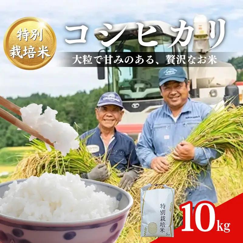 どぶろく荘 コシヒカリ 特別栽培米 棚田米 10kg コシヒカリ