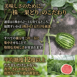 【先行予約】福賀すいか 特天 約11～12kg 山口県阿武町産 1株1玉栽培【2026年7月上旬～順次発送予定】