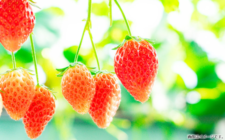 苺狩り　シングルチケット No.394