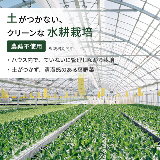 2種セット サラダみずな ルッコラ サラダセット | 水菜 水耕 栽培 新鮮 葉物 野菜 ドレッシング 南国市