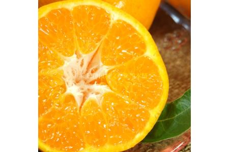 はるみ 約4kg/サイズおまかせ　※2026年1月下旬～3月中旬頃に順次発送予定(お届け日指定不可)　紀伊国屋文左衛門本舗　【kztb460B】