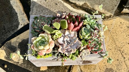 多肉植物 木箱寄せ植え ／ aju succulent 植物 インテリア アレンジ ガーデニング 15種 そのまま飾れる プレゼント ギフト 奈良県 葛城市