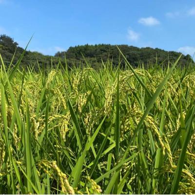 ふるさと納税 潮来市 令和7年産新米　栽培期間中できるだけ農薬を減らした【こしひかり】白米5kg茨城共通返礼品・行方産 |  | 01