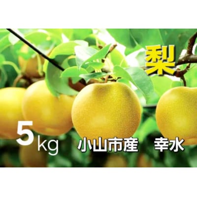 【5kg】栃木県小山市産　幸水 梨【1617300】