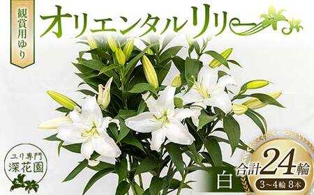 ユリ専門＜深花園＞観賞用ゆり オリエンタルリリー 白 3～4輪8本 F23R-501