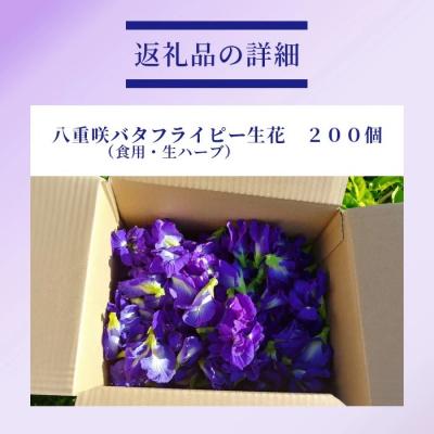 ふるさと納税 石垣市 希少!採れたて新鮮!八重咲バタフライピーの生花(食用花、生ハーブ)3月〜順次発送 |  | 03