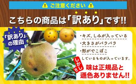 先行予約 訳あり 梨 なし 濃あま梨 約4kg 品種おまかせ 2026年8月中旬から9月下旬発送予定