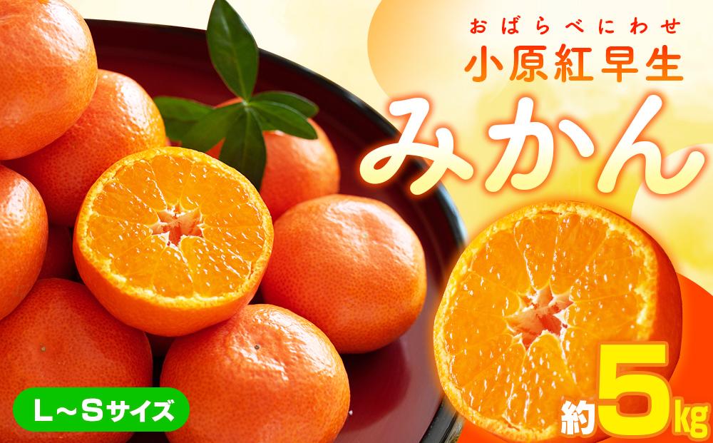 小原紅早生みかん(L～Sサイズ)　約5kg【2026年11月中旬～2027年1月中旬配送】 372013_T006-272J