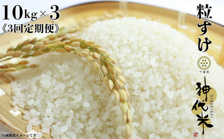 《3回定期便》神代米（粒すけ）　精白米　10kg ／ 米 こめ コメ ごはん ご飯 神代米 粒すけ 令和7年産 新米 精米 10kg 定期便 送料無料