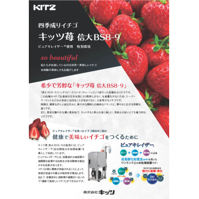 長野県茅野市産　いちご　キッツ信大BS8-9  500g (250g×2パック)【配送不可地域：離島・北海道・沖縄県・中国・四国・九州】