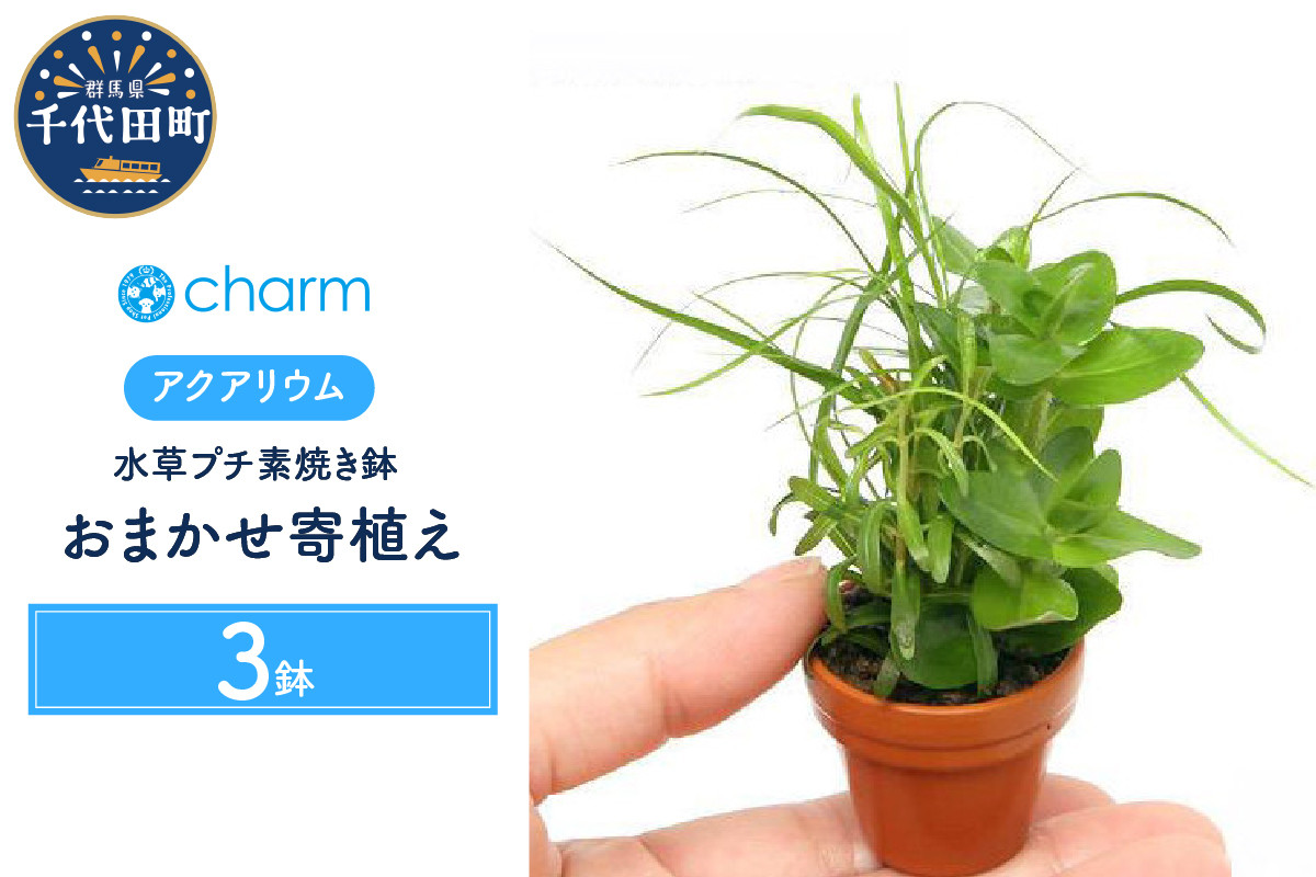 
水草 プチ素焼き鉢 おまかせ寄せ植えミックス 水上葉 無農薬 (３鉢) 群馬県 千代田町 インテリア ナチュラル 自然 リラクゼーション 室内栽培 プレゼント 送料無料 趣味 緑 人気 オススメ 初心者 玄関 リビング 水槽 アクアリウム 株式会社チャーム
