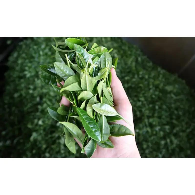 厳選ティーバッグ2本缶(深蒸し茶/棒ほうじ茶） 日本茶専門店厳選 お茶 日本茶 芳ばしい香り まろやかな旨味 ほのかな甘み 