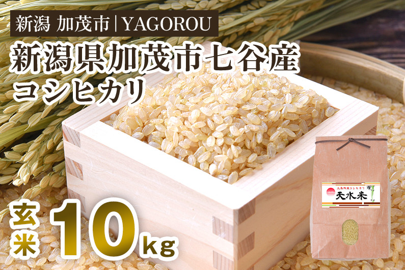 
                  【令和8年産新米先行予約】新潟県加茂市 七谷産コシヒカリ  玄米10kg  《9月下旬～順次出荷》 新潟産コシヒカリ 豊かな山水で育った天水米 加茂市 YAGOROU ヤゴロウ
                