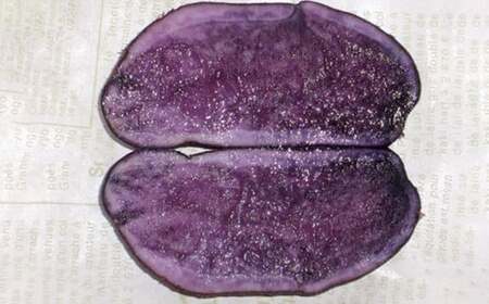 【厳選品】岩手にのへじゃがいも「伝」シャドークイーン（サイズ混合） 5kg 【2026年9月中旬から2027年2月下旬発送予定】／ジャガイモ じゃがいも 芋 イモ  ポテト 野菜 お取り寄せ 農家 産