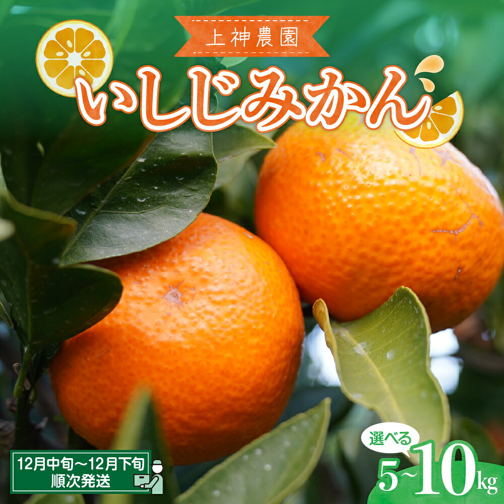 【ふるさと納税】先行予約 上神農園 の いしじみかん 選べる 約 5kg / 約 10kg 【 2026年 12月中旬～発送開始】 みかん 温州みかん 石地 ミカン 蜜柑 フルーツ 果物 柑橘 お取り寄せ 中生 なかて 甘い コク 果実 ジューシー 果汁 果肉 国産 産地直送 送料無料 広島県 呉市