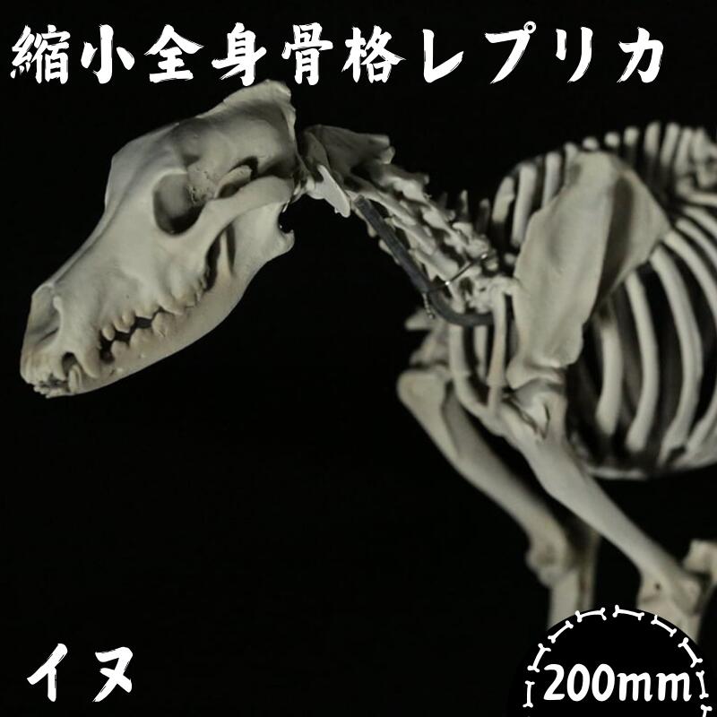 【ふるさと納税】【イヌ 】 縮小 全身骨格レプリカ / レプリカ 標本 コレクション プラモデル 動物標本 頭骨レプリカ 犬 フィギュア インテリア 模型 動物 博物館 骨格 頭蓋骨 ミニチュア 3Dプリント