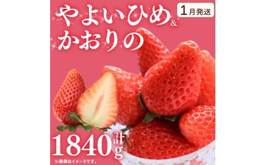 《1月発送》 先行予約  訳あり いちご やよいひめ かおりの 2種 計1840g  苺 ストロベリー 果物 フルーツ ケーキ ゼリー ジュース アイス シャーベット チョコ フルーツサンド いちご大福 大福 洋菓子 和菓子 スイーツ デザート ジャム 不揃い 規格外 家庭用 甘い 人気 おすすめ お取り寄せ グルメ 徳島県 阿波市 Berry Mate Farm