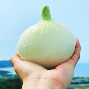 【KR.】淡路島スイートオニオン　淡路島産新玉ねぎ　2.5kg　◆配送４月上旬～７月下旬