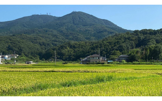 《 令和7年産 先行予約 》 コシヒカリ 「幻の米 羽鳥米」 10kg (5kg × 2袋) 筑波北麓秘蔵米 お米 ごはん 精米 コメ 白米 国産 茨城県 桜川市 限定 期間限定 数量限定 銘柄米 [AX003sa]