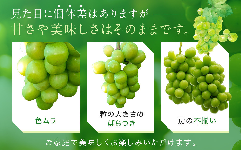 家庭用 シャインマスカット2房 合計900g【9月上旬以降発送】