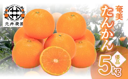 奄美たんかん優品 5kg　A086-003