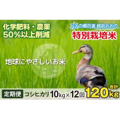 ふるさと納税 大野市 【令和7年産】【12ヶ月定期便】こしひかり 10kg×12回 計120kg【白米】「特別栽培米」