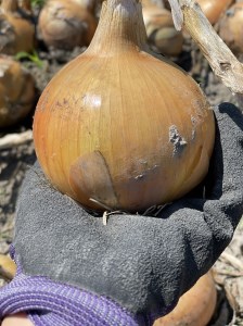 淡路島スイートオニオン 淡路島産玉ねぎ 　5kg