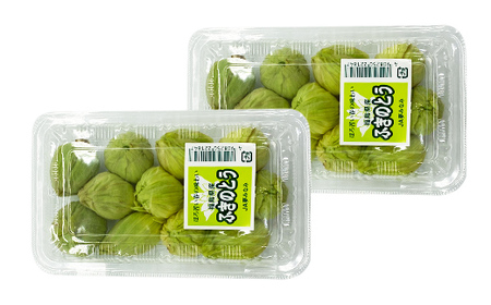 収穫から24時間以内に発送！ほろ苦い春の味わい「ふきのとう」Mサイズ200g（約24個） F21T-350