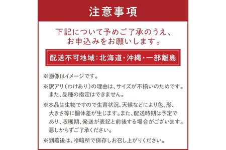 【先行予約】訳あり 宝石のような輝き！カラフルミニトマト 約1.5kg（秋冬）（2025年10月上旬～発送）