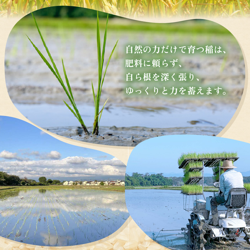【先行予約】【令和8年産】【定期便】≪6ヶ月連続お届け≫ コシヒカリ 玄米 5kg×6回 （計30kg）化学肥料 農薬不使用 自然栽培米 / 北陸 福井県産 あわら市 ブランド米 玄米 お米 コメ ※