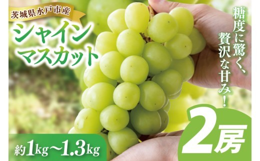 
                  【9月中旬より順次発送】糖度に驚く、贅沢な甘み！水戸市産シャインマスカット ２房 約1kg～1.3kg【葡萄 ぶどう マスカット フルーツ 果物 くだもの  水戸市 茨城県 】(NL-1)
                