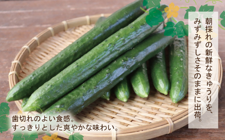四万十市産 きゅうり 2kg 朝採れ 新鮮 野菜 やさい 高知県産 国産 胡瓜 キュウリ みずみずしい 産地直送 お取り寄せ 旬 ハウス栽培 農家直送 高知県 高知 四万十市 四万十 しまんと【発送時