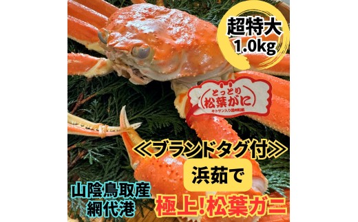 <ブランドタグ付>浜茹で！松葉ガニ(超特大ジャンボ)1.0kg 1枚 鳥取網代港 岩美 松葉がに ずわいがに かに ※お届けは2026年11月中旬～【さかなや新鮮組】【22092】